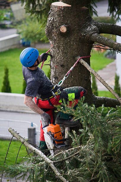 How Our Tree Care Process Works  in  St Augustine, FL